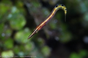 "Curl"
An Arrow Blenny with a green algae background. by Dusty Norman 